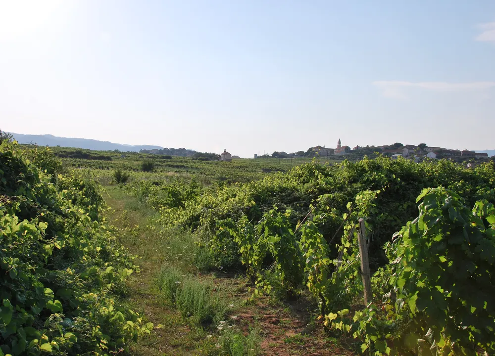 Vinogradi oko Lumbarde na Korčuli